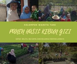 Panen Hasil Kebun Gizi, Prioritaskan Keluarga Rentan